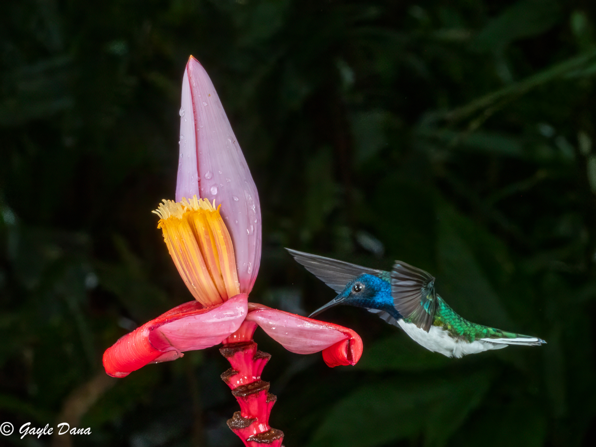 White necked Jacobin 2